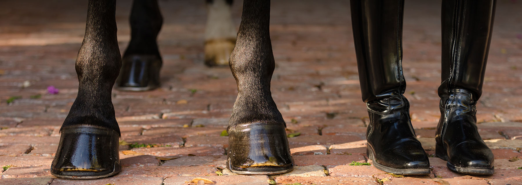 Horse Hoof Health Tips Horse Feet
