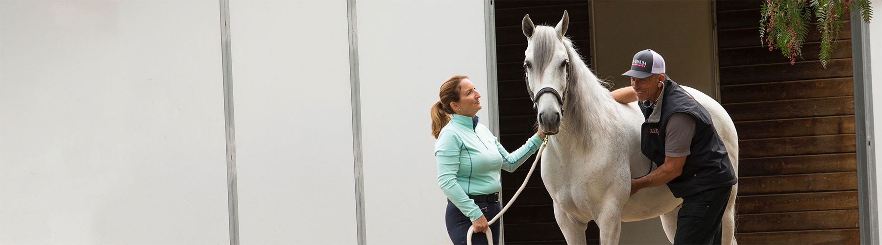 veterinarian examining horse