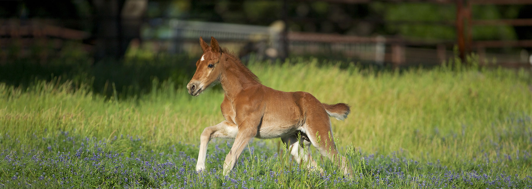 foal running through field