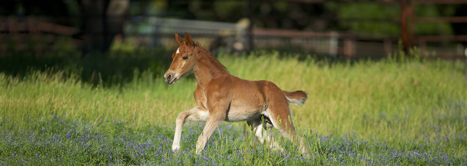 Foal