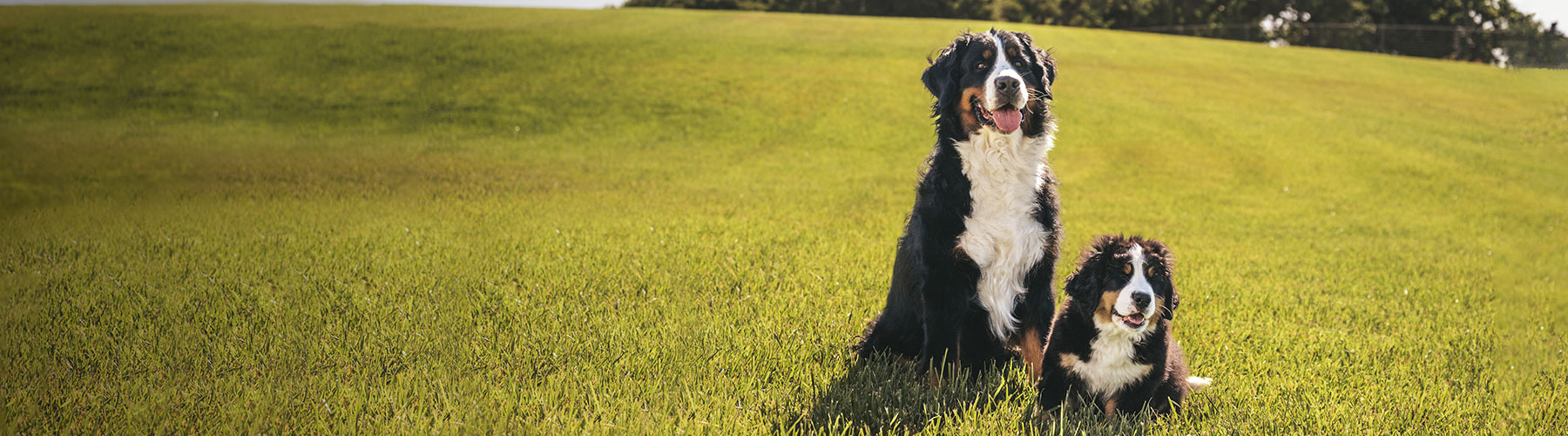 Product Finder for Dogs