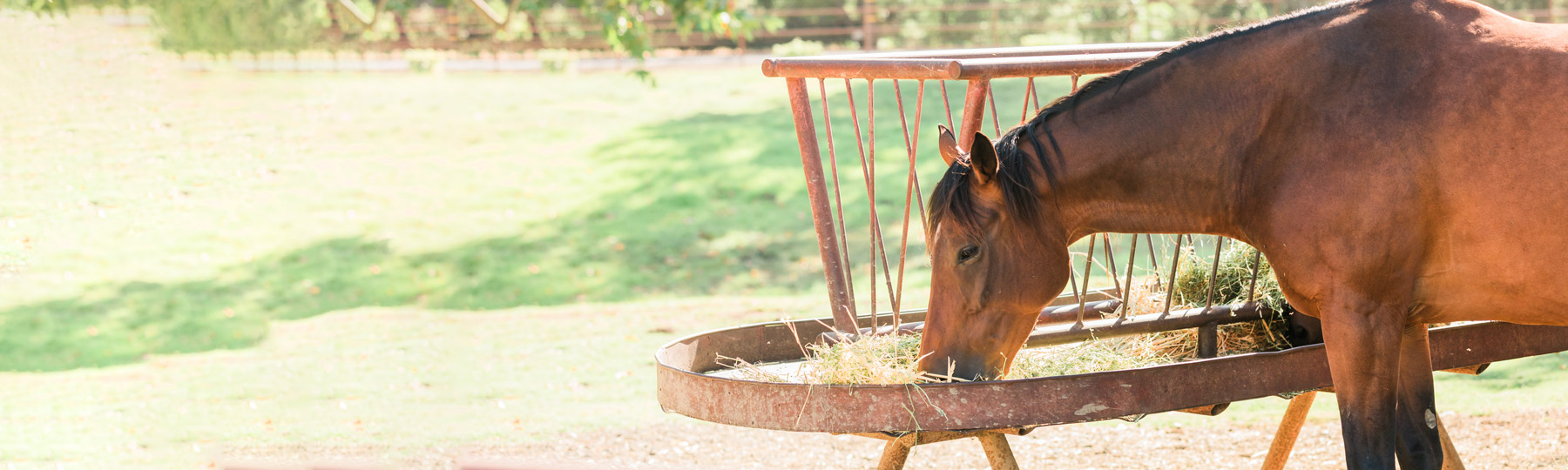 Eating Hay