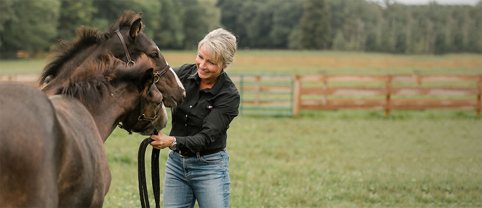 Vet checking horse's knee