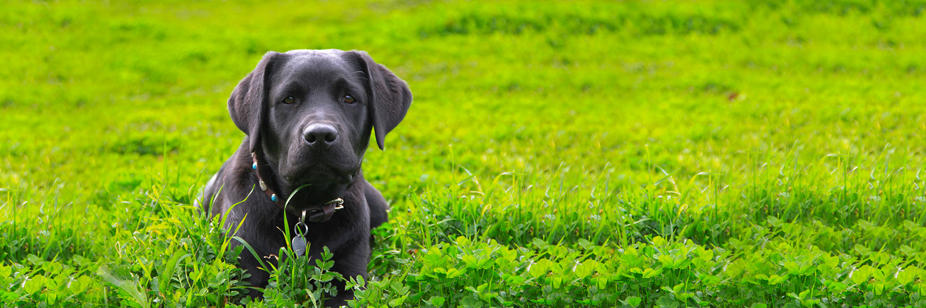 female dog fertility supplements