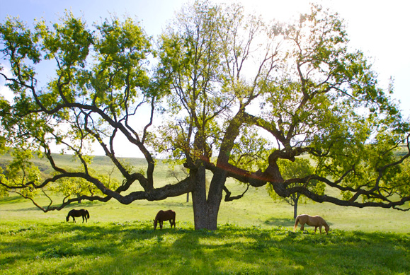 large tree with horses grazing underneath it