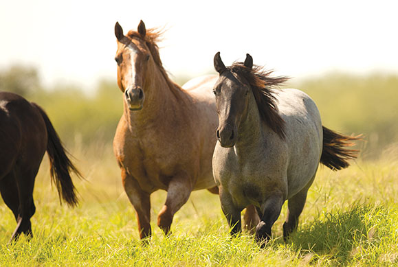 young horses running through field