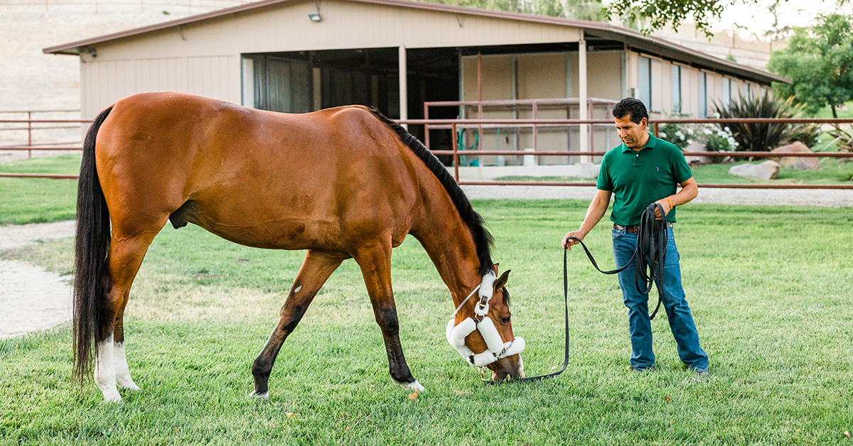Rehabilitation of the Equine Athlete，An Issue of Veterinary Clinics of North America: Equine Practice (Volume 32-1) (The Clinics: Veterinary Medicine，Volume 32-1) [ハードカバー] King DVM  PhD  ACVSMR，Meliss Rehabilitation of the Equine Athlete, An Issue of Veterinary
