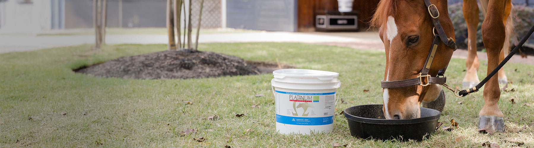 Platinum advisor with her horse