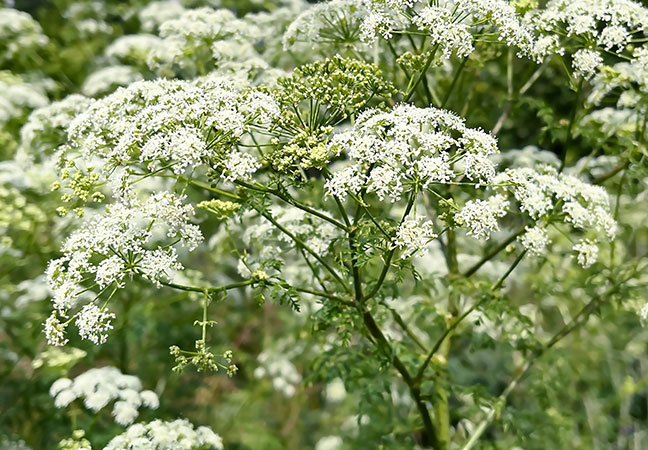 Poison Hemlock